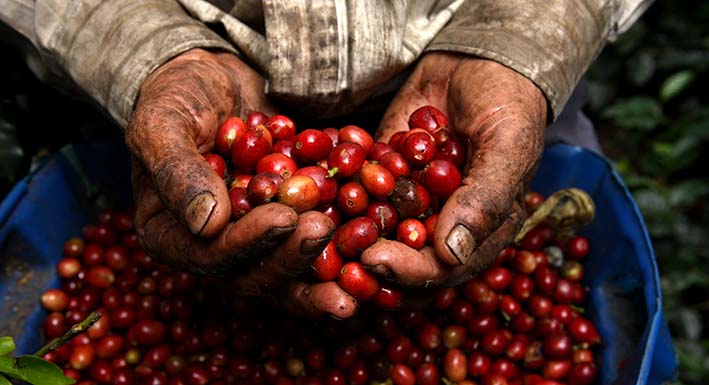 Se  puede exportar café colombiano en pequeñas cantidades vía empresas de transporte internacional.