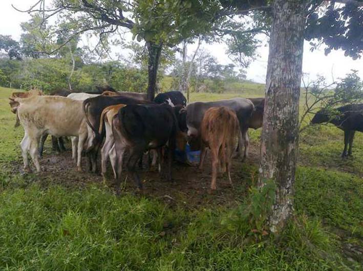 El robo en las fincas del municipio de Fonseca, y los ganaderos no aguantan la situación de inseguridad en la zona. 