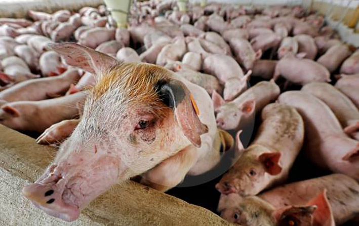 Un 14,1% creció el beneficio de cerdos en Colombia durante el primer trimestre de 2016, según la Encuesta de Sacrificio de Ganado (Esag). Nuevos cortes ganan terreno.