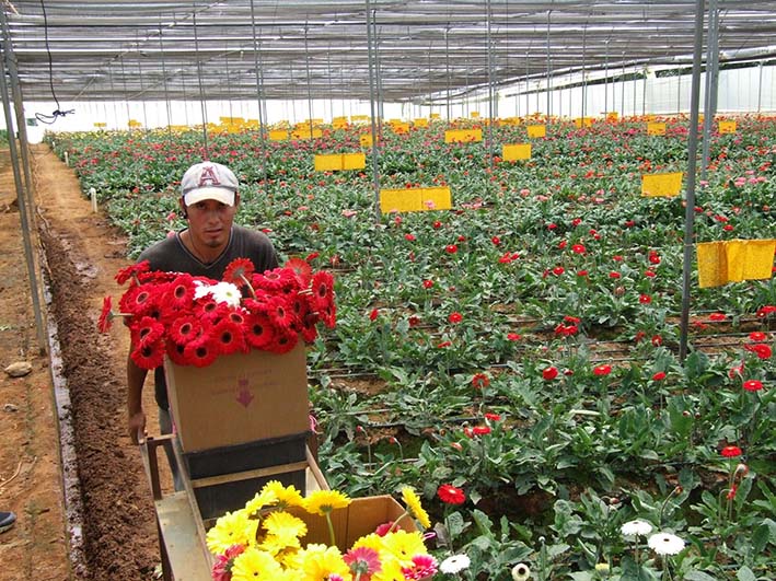 Los productores de flores aprovechan la fecha de San Valentín para aumentar sus ventas.