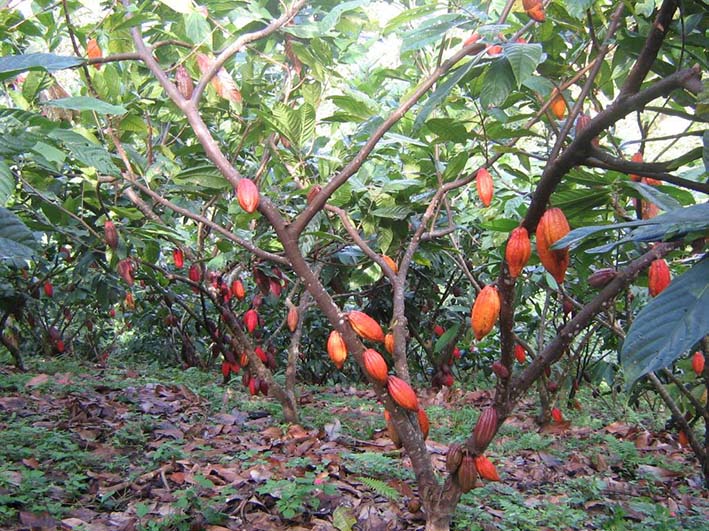 La producción de cacao alcanzó una cifra histórica en Colombia según lo reportado por la Federación Nacional de Cacaoteros, Fedecacao.