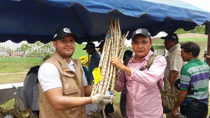 Las nuevas variedades de yuca industrial serán entregadas a los agricultores yuqueros del Caribe a partir de mayo de 2017.