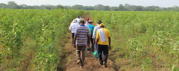 Se establecieron más de 30 hectáreas con estas nuevas variedades en los departamentos de Córdoba, Sucre y Bolívar.