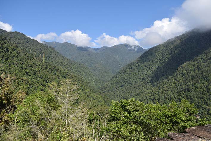 La Sierra Nevada es el principal pulmón de Santa Marta, sin embargo, está afectada por la deforestación. 