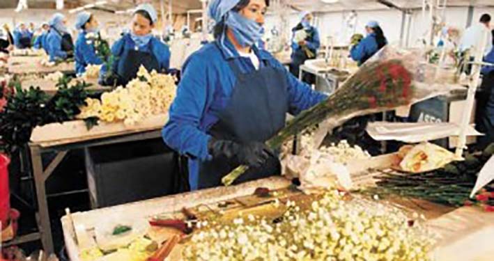 Aumento en la exportación de productos como flores, azúcar y banano contribuyeron a incrementar la cuota de productos colombianos en el exterior. 