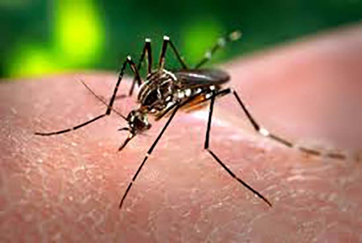 Aedes-aegypti es el nombre del mosquito transmisor del dengue.