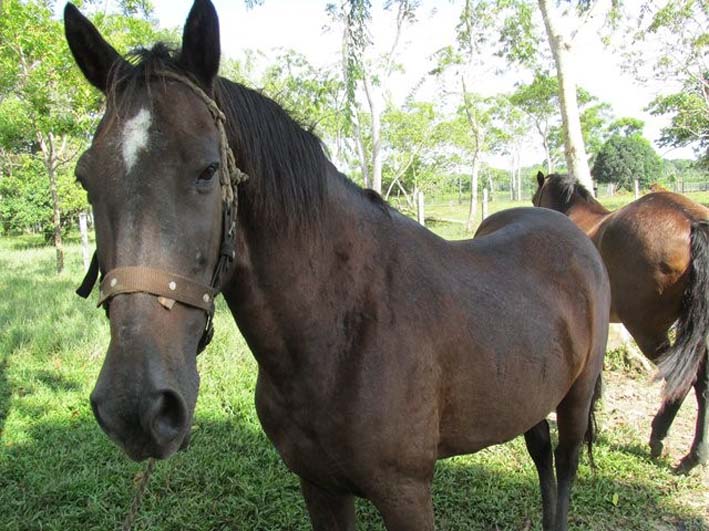 La Libreta Sanitaria Equina y el Pasaporte Equino para caballos deportistas, son soluciones que entrega el ICA para la movilización animal en el país.