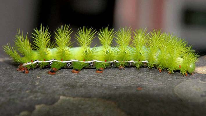 Los efectos tóxicos producidos por las lonomias se dan al contacto con las púas ponzoñosas de estas larvas (estado previo a la mariposa).