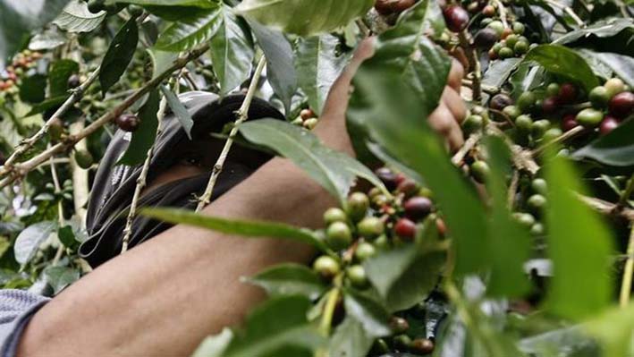 Venezolanos han encontrado una oportunidad de empleo en el sector cafetero para escapar de la crisis en su país.