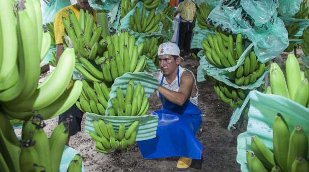 La actividad bananera tuvo un 2017 positivo. Produjo 97,8 millones de cajas de la fruta, cuyo costo en los mercados internacionales superó los 850 millones de dólares.