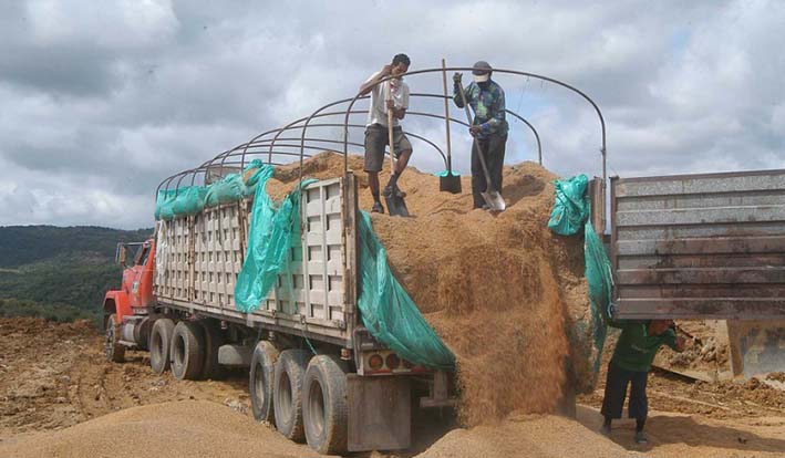 Según las cifras del Ministerio de Agricultura y Desarrollo Rural, el área sembrada de arroz suma alrededor de 600 mil hectáreas y la producción puede estar por el orden de tres millones de toneladas al año.