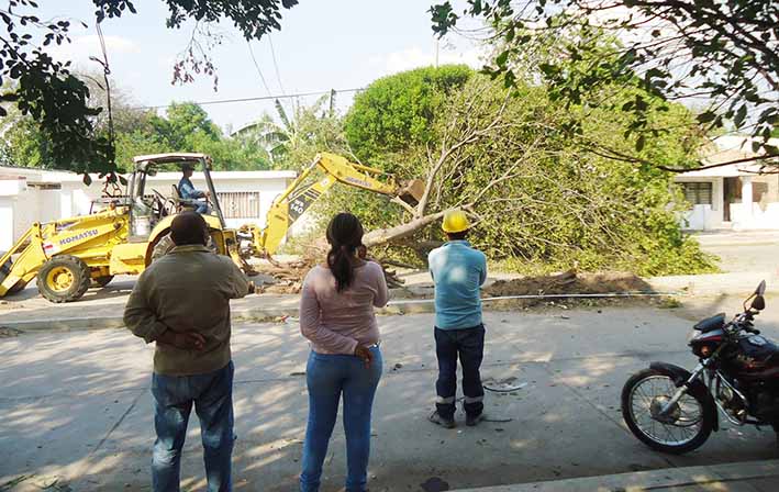 Palos de mangos, cotoprix, guanábanas y palmas fueron derribados.