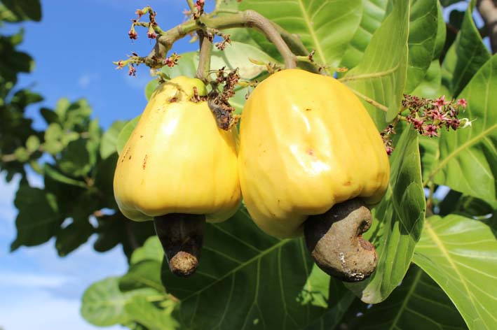 Fruto del Marañón, una almendra importante para el desarrollo agroindustrial de la Región Caribe.