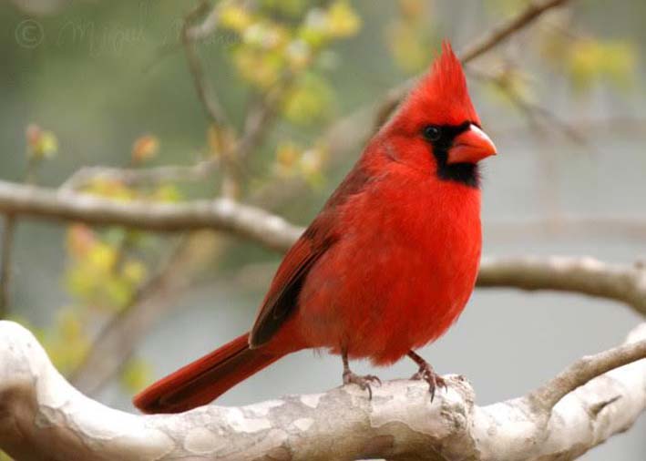El Cardenal, es el símbolo de las aves de La Guajira.