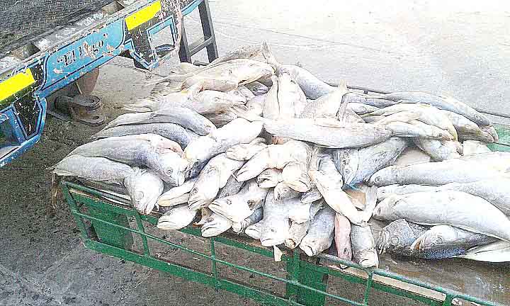 Decomisan 45 kilos de pescado no apto para el consumo humano y listo para ser vendido en las calles.