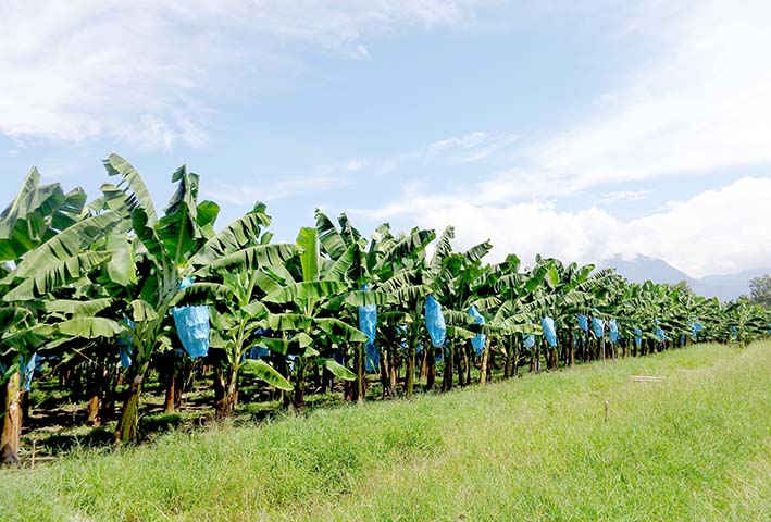 Cultivo de banano