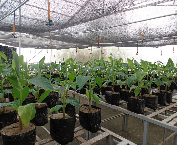 Plantas de banano en invernadero del C.I Caribia de Agrosavia.