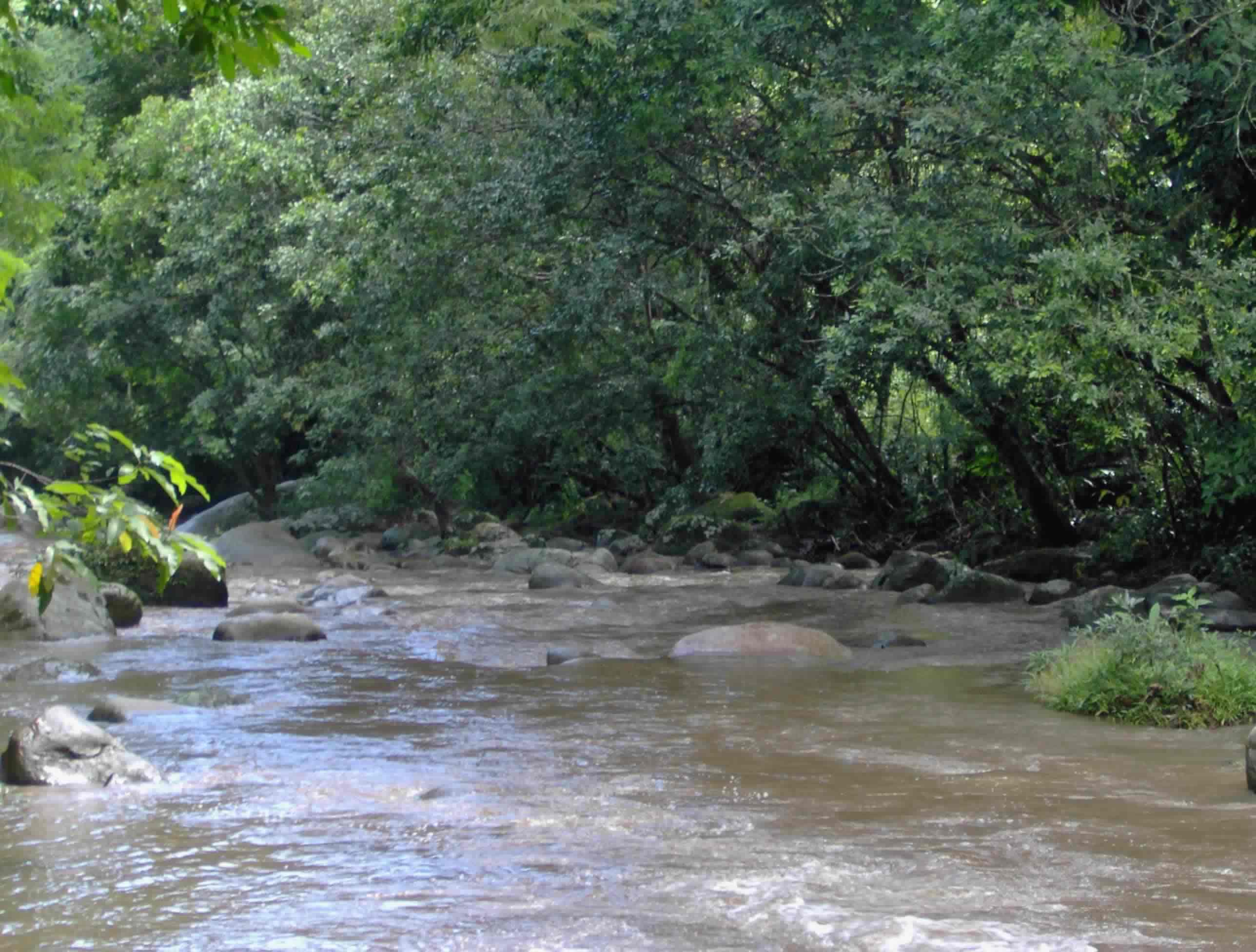 Las ‘sardinitas’ habitan en el río Gaira.