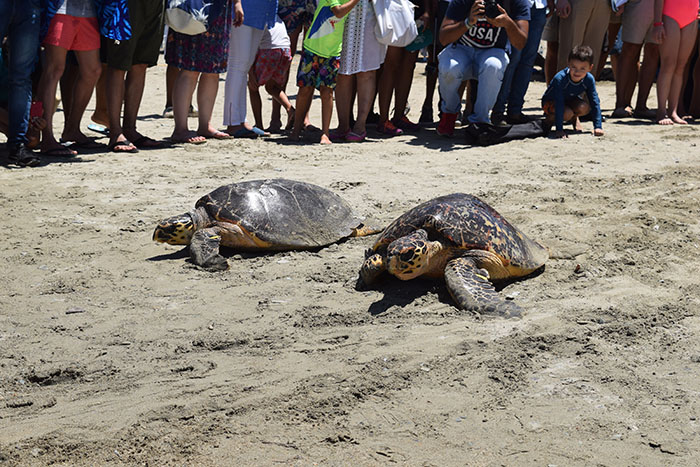Las tortugas caguamas y careys aletearon lentamente hacia su entorno natural: el mar.