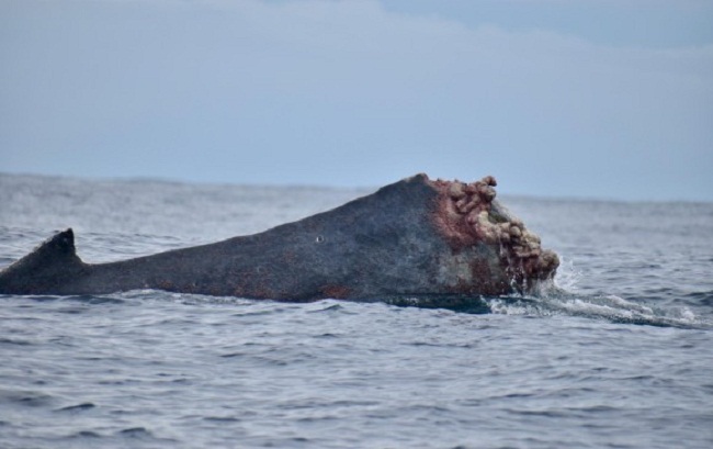 La ballena perdió toda su cola, expertos dicen que podría morir.