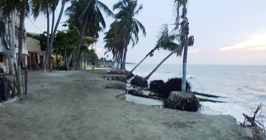 La erosión costera ya acabó con la última línea de palmeras.