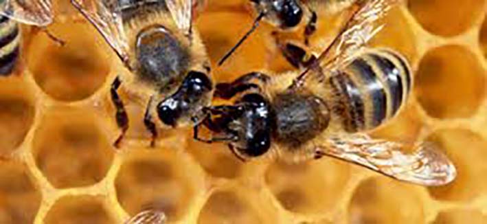 La Agencia Nacional de Licencias Ambientales, Anla, decidió restringir el uso de pesticidas en el país en aras de proteger la existencia de las abejas. 