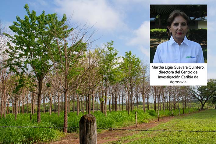 Agrosavia brinda soluciones tecnológicas para una ganadería sostenible en la región Caribe.