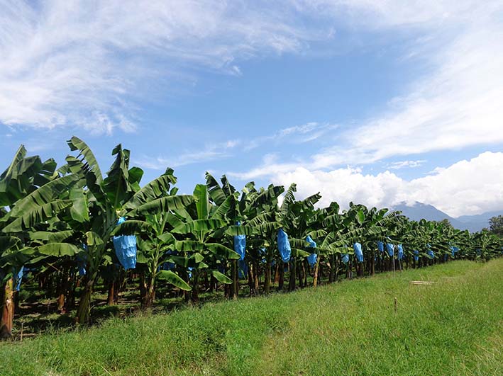 Cultivo de banano en el Centro de Investigación Caribia de Agrosavia.