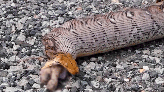 El rescate del canino que había sido devorado por gigantesca serpiente quedó registrado en video.