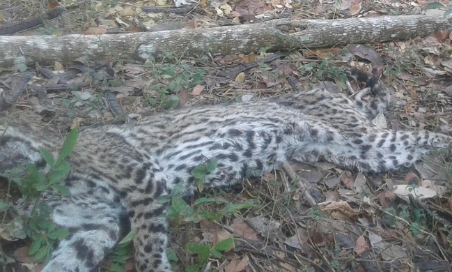 La muerte de un tigrillo que fue reportado por los moradores de la zona cerca donde ocurrió el incidente también prendió las alarmas de los mismos habitantes de Tigrera y Minca.