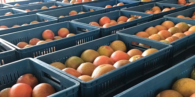 Hoy en día los cítricos como la toronja y el pomelo, son apetecidos en el marcado extranjero por sus propiedades nutricionales.