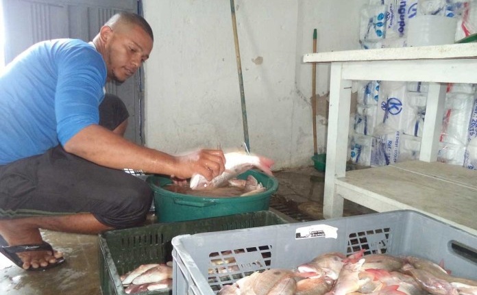 El pescado como el pargo (foto), curvinata, carita, lebranche, ojo gordo y boca colorá, son los más comunes en aguas de La Guajira, pero que en el mercado de Riohacha comienzan a escasear.