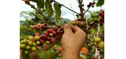 500.000 familias son  las que se dedican al cultivo del café en el país.