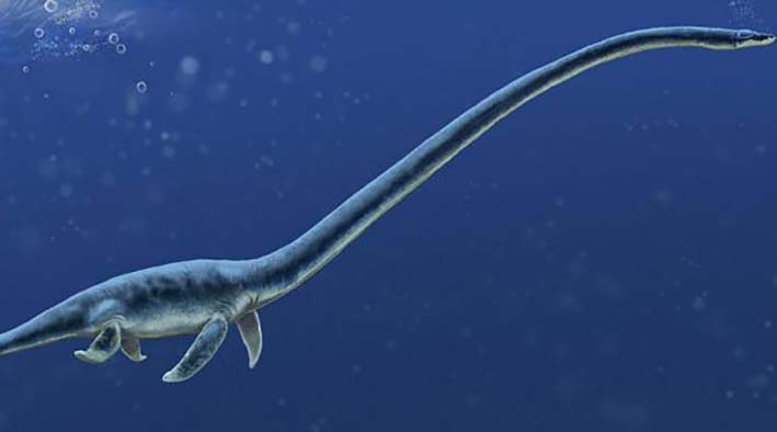 Los elasmosauridos vivieron cerca del final del Cretácico. Un ejemplar que, se estima, pesó 15 toneladas, fue hallado en la Antártica