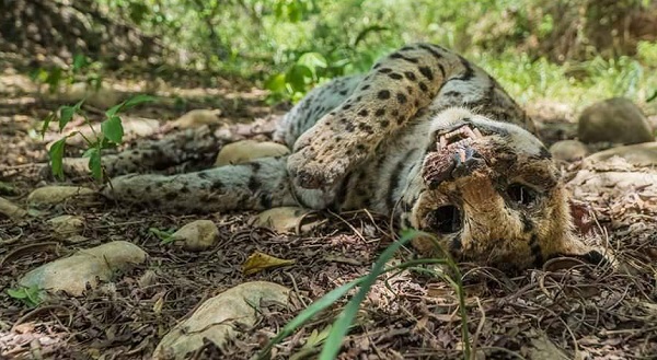 El Tigrillo, según Corpoguajira murió baleado por cazadores silvestres. Fotografía de Javier de la Cuadra.