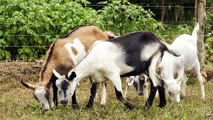 El ganado ovino es gran productor de leche y carne, pero sobresale aún más por su buena producción de lana para la confección de tela.