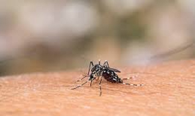 Las autoridades regionales adelantan varias campañas de prevención para evitar la propagación de esa enfermedad que se transmite a través del insecto Aedes Aegypti.