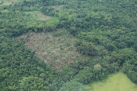 La deforestación en la Amazonía tenía una concentración del 55%, estando las principales alertas en la región Andina (51%), Pacífica (20%), Caribe (15%) y la Amazonía (11%).