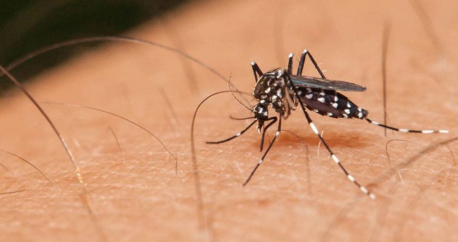 La Secretaría de Salud adelanta acciones para combatir el mosquito transmisor.