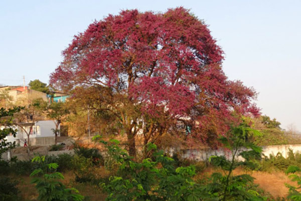La especie arbórea nativa de Santa Marta, comienza a florecer en el mes de mayo.