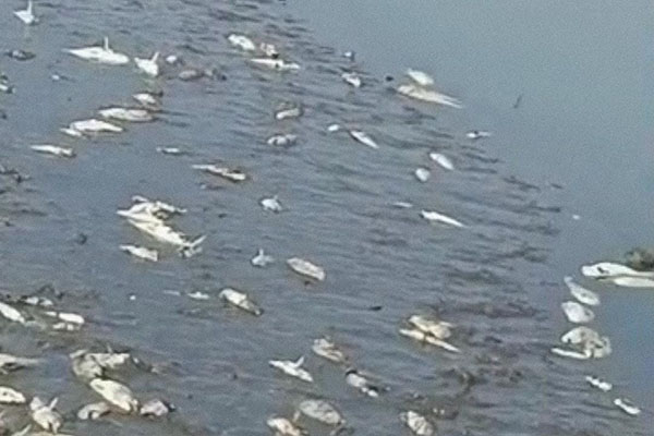 En la imagen se puede observar un elevado número de peces muertos a lo largo de las orillas de la ciénaga.