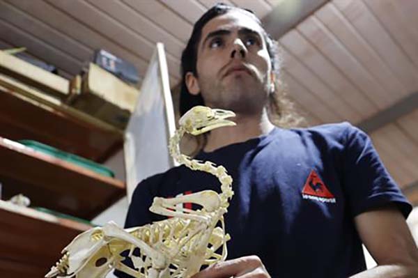 Fotografía de varios esqueletos de animales en el estudio del taxidermista Miguel Vargas.