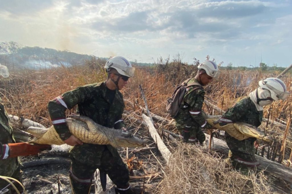 En medio de las labores para combatir el incendio que afecta al Parque Isla Salamanca, tropas del Ejército Nacional rescataron con éxito a dos caimanes de anteojos y dos tortugas galápagos.