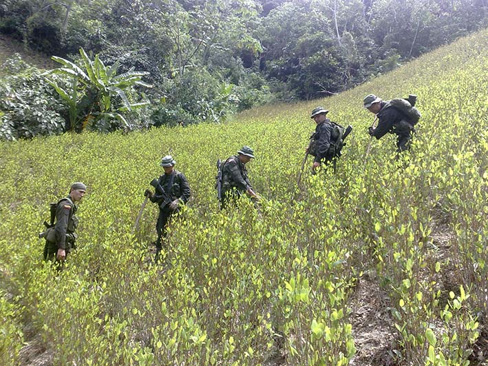 Erradicación de cultivo de coca en Colombia.