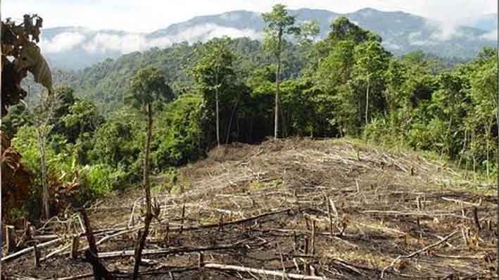 Deforestación se relaciona con el aprovechamiento  ilícito de los recursos naturales