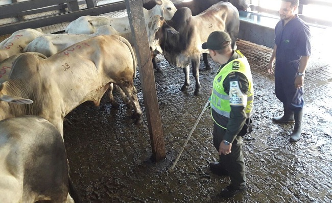 Los bovinos fueron recuperados por las autoridades. 