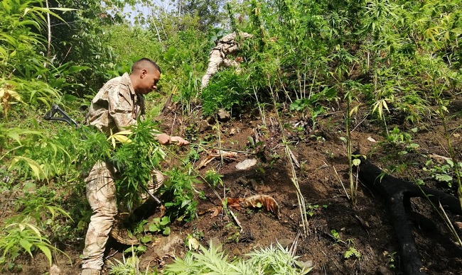 Las matas de marihuana estaban sembradas en la vereda Colinas de Calabazos, parte alta del corregimiento de Guachaca.