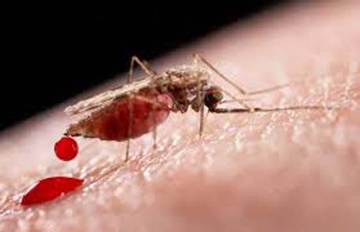 Este nuevo virus también es trasmitido por la picadura de mosquito.