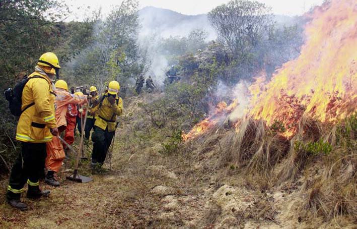 Aproximadamente 1.200  hectáreas  de bosques nativos y cultivos de pan coger, ya han sido quemadas en la altura de la Sierra Nevada de Santa Marta.