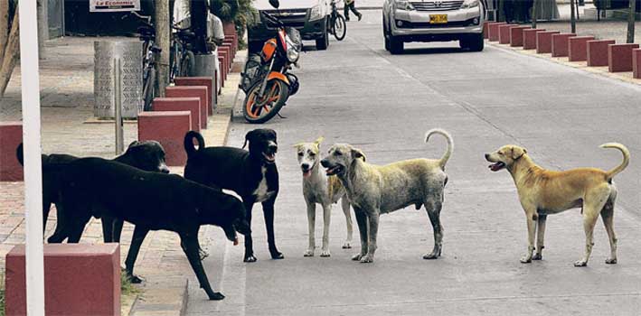 Perros callejeros invaden las zonas turísticas.